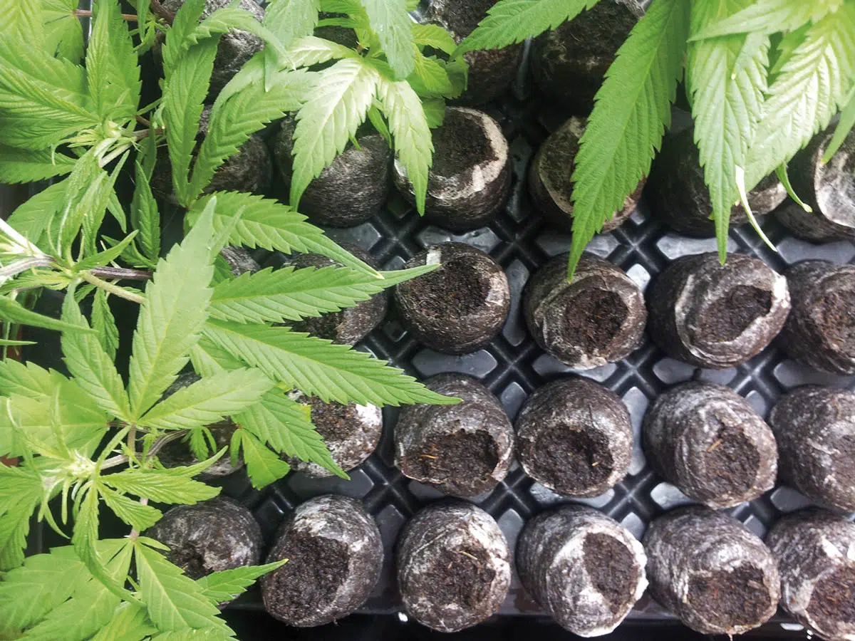 plantas y esquejes