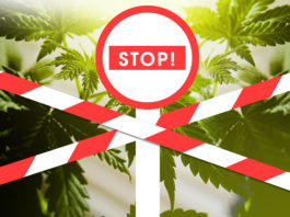 Banning cannabis. Red and white ribbons cover the cannabis plant. Limiting the spread of cannabis.