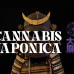 cannabis japonica