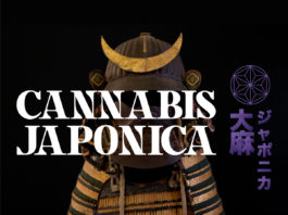 cannabis japonica