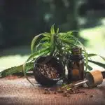 cannabis medicinal
