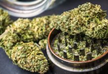 El proyecto para legalizar la marihuana volverá al Congreso de Colombia Cannabis flower buds and grinder