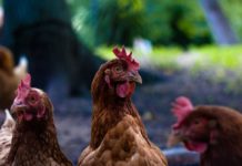 Los millones de pollos que comemos al año consumen demasiados antibióticos. Hay alternativa: el cannabis Chickens