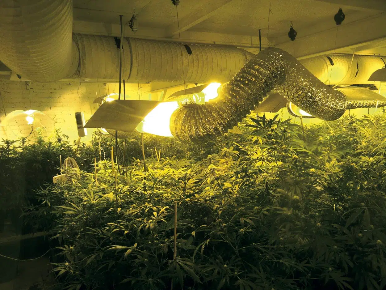 La iluminación en nuestro cuarto de cultivo