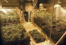 Estrategias esenciales de limpieza para un cultivo de cannabis exitoso y saludable Estrategias esenciales de limpieza para un cultivo de cannabis exitoso y saludable