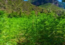 Wide plantation of marijuana in the Rif Mountains. This area makes Morocco be the world's top supplier of Cannabis.