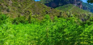 plantacion de cannabis en el Rif