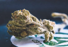 Dried green substance on surface