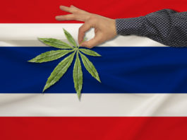 green leaf of cannabis in a man���s hand against the background of a colored state flag, the concept of legalization of drugs in the country