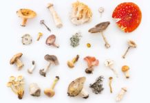 La FDA inicia su primer estudio sobre hongos mágicos y psicodélicos Mushrooming
