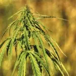 Recuperación de terrenos degradados mediante el cultivo de cáñamo Recuperación de terrenos degradados mediante el cultivo de cáñamo