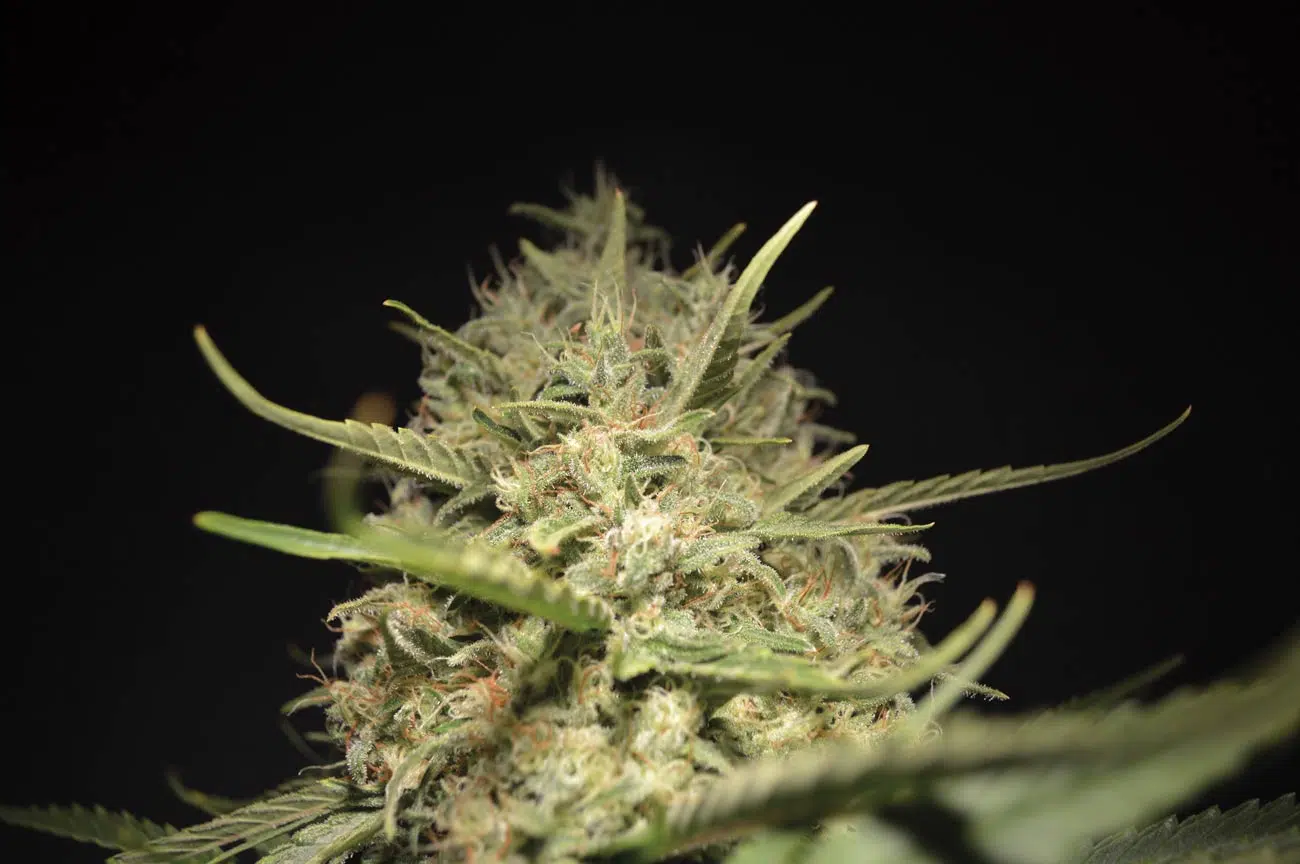 Critical Mass CBD