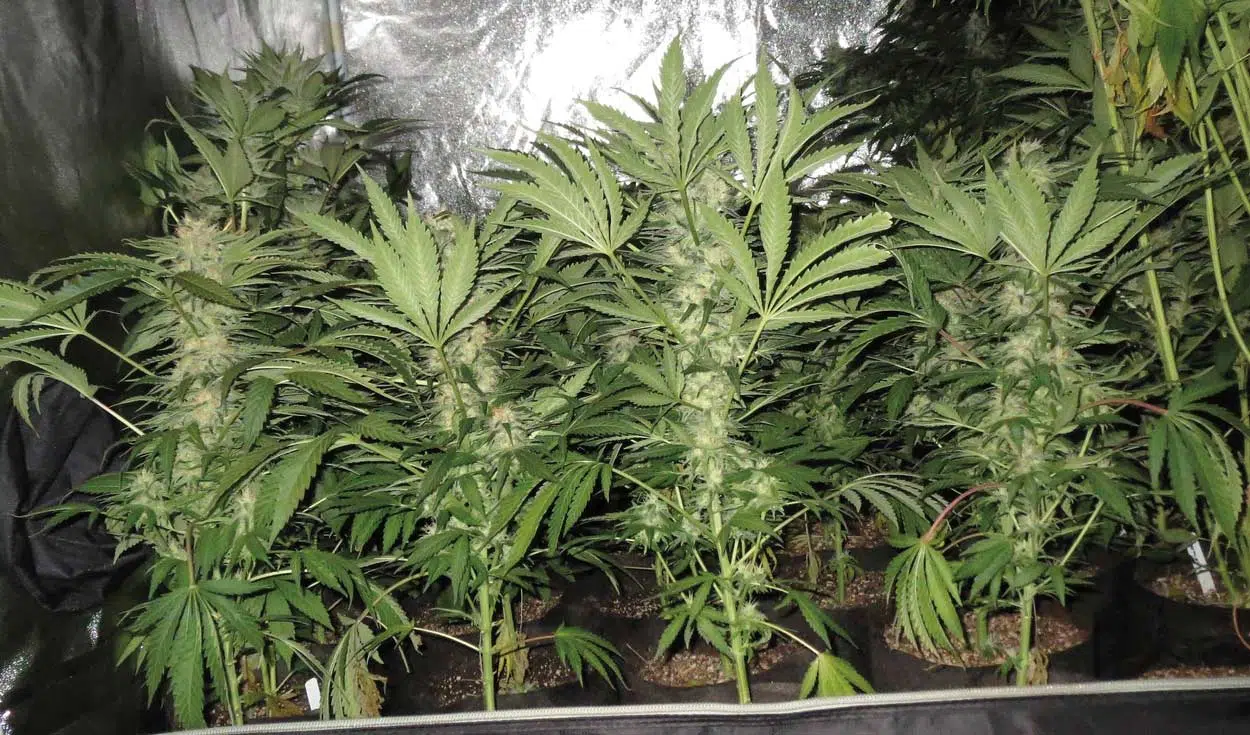 Ejemplo de Sea of Green (SOG)