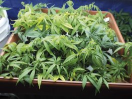 Descubriendo el arte de la clonación en plantas de cannabis: tu guía definitiva para obtener clones exitosos Esquejes de cannabis enraizando