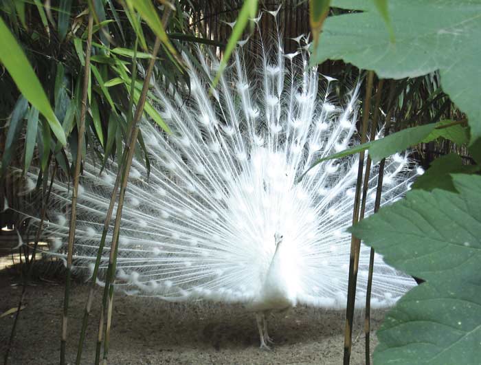 Mutación en el color del plumaje del pavo real