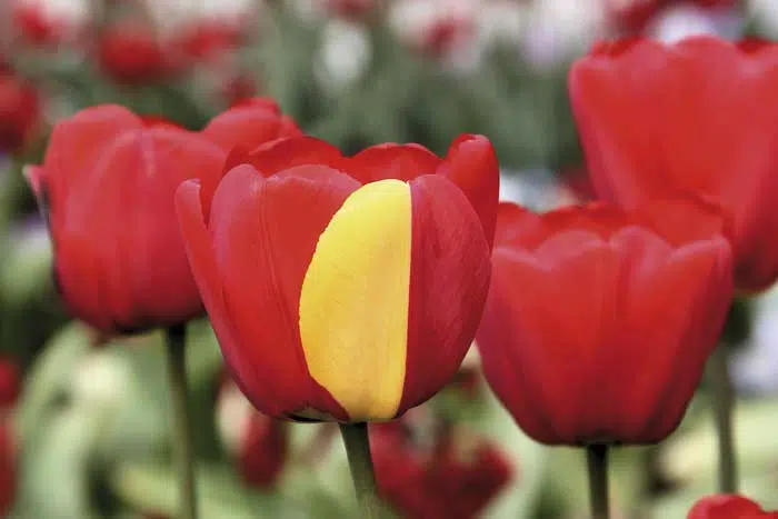 Mutación en un tulipán híbrido