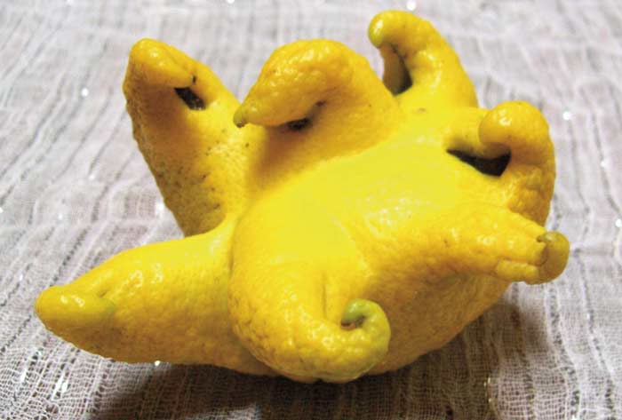 Mutacion en un limon