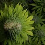 Las mutaciones en el cannabis Cannabis mutante