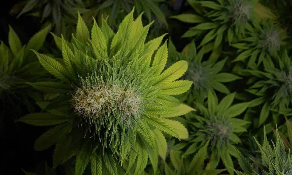 Cannabis mutante