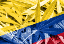 Colombia Flag on cannabis background. Drug policy. Legalization of marijuana