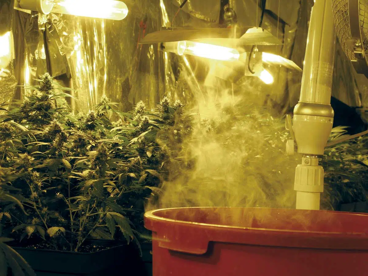 Cultivo interior de cannabis para principiantes
