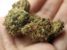 weed, cannabis, marijuana