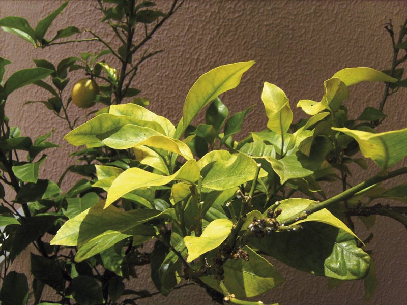 Clorosis férrica en hojas de limonero