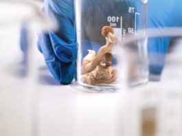 Psilocybin and Magic Mushrooms