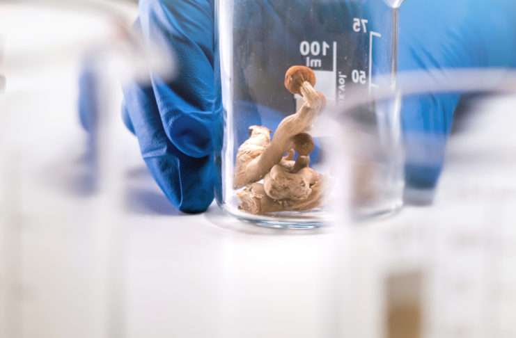 Psilocybin and Magic Mushrooms