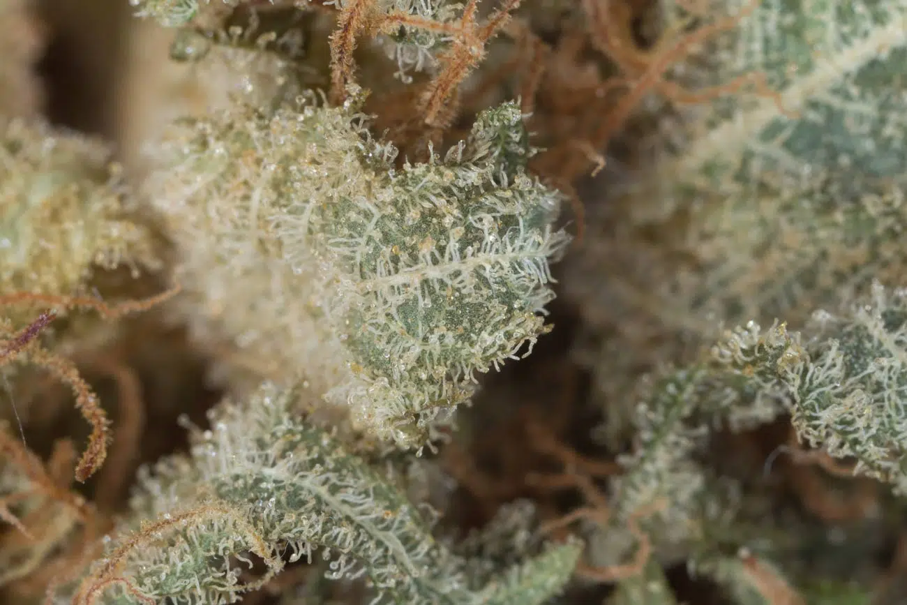 tipos de marihuana