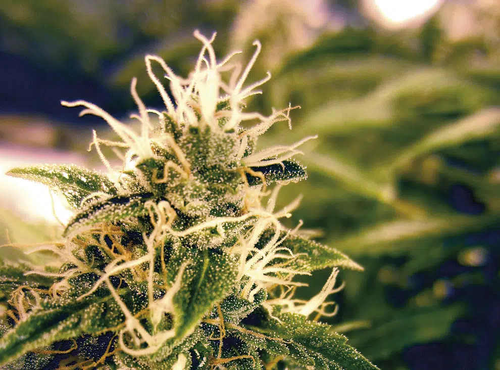 Sensi Seeds Northern Lights Automatica