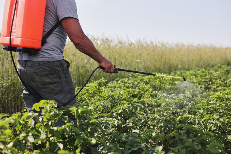A farmer with a mist sprayer treats the potato plantation from pests and fungus infection.