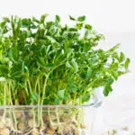 Los brotes de cáñamo pueden ser un nuevo superalimento Close-up of peas microgreens with seeds and roots. Sprouting Mic