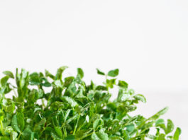 Close-up of peas microgreens with seeds and roots. Sprouting Mic