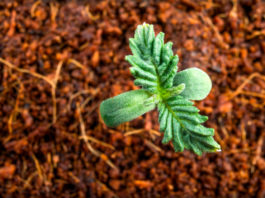 first leaves growing young medical marijuana in a pot
