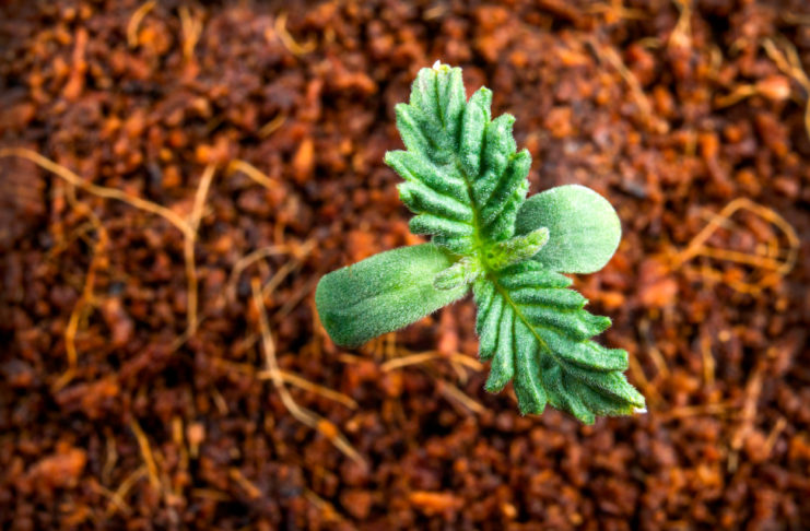 first leaves growing young medical marijuana in a pot