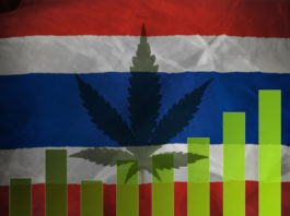 green leaf of hemp and national flag of thailand, concept of medical cannabis, legalization. Cannabis stock price infographic.Toned image.