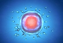 Illustration of sperm and egg cell