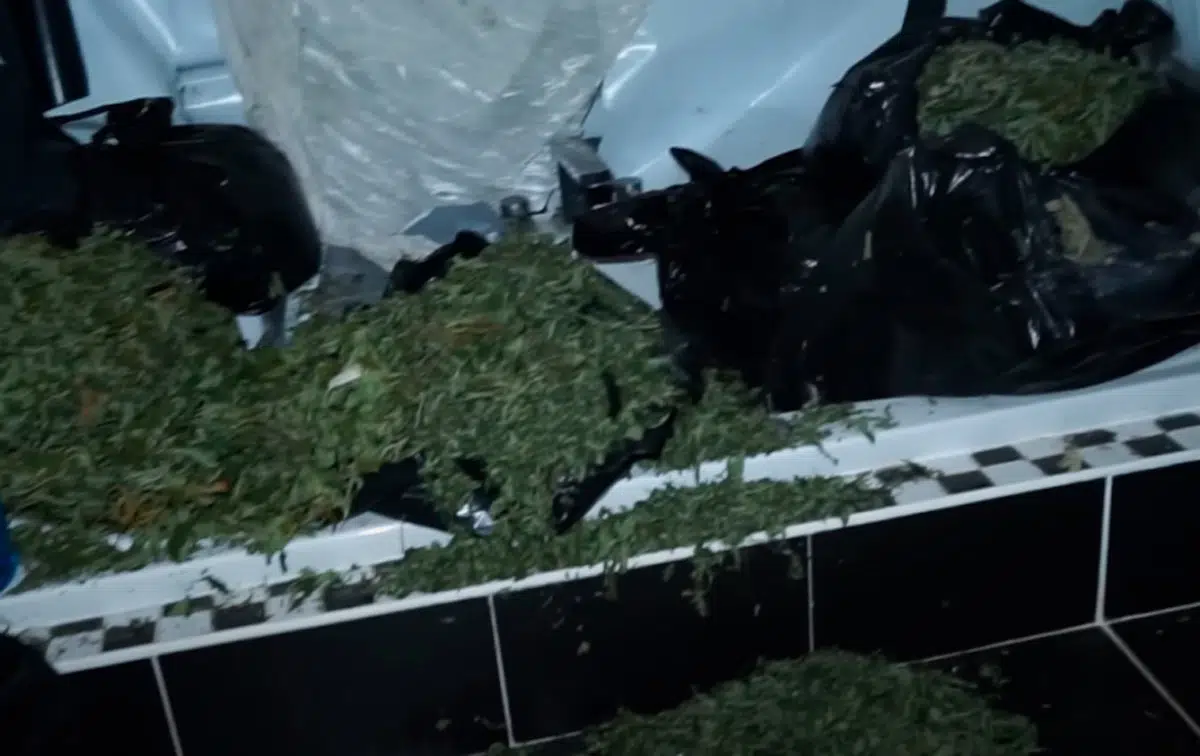 marihuana incautada