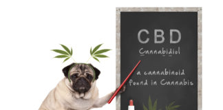 pug puppy dog with hemp leaves diadem pointing at blackboard with text CBD and dropper bottle with oil, isolated on white background