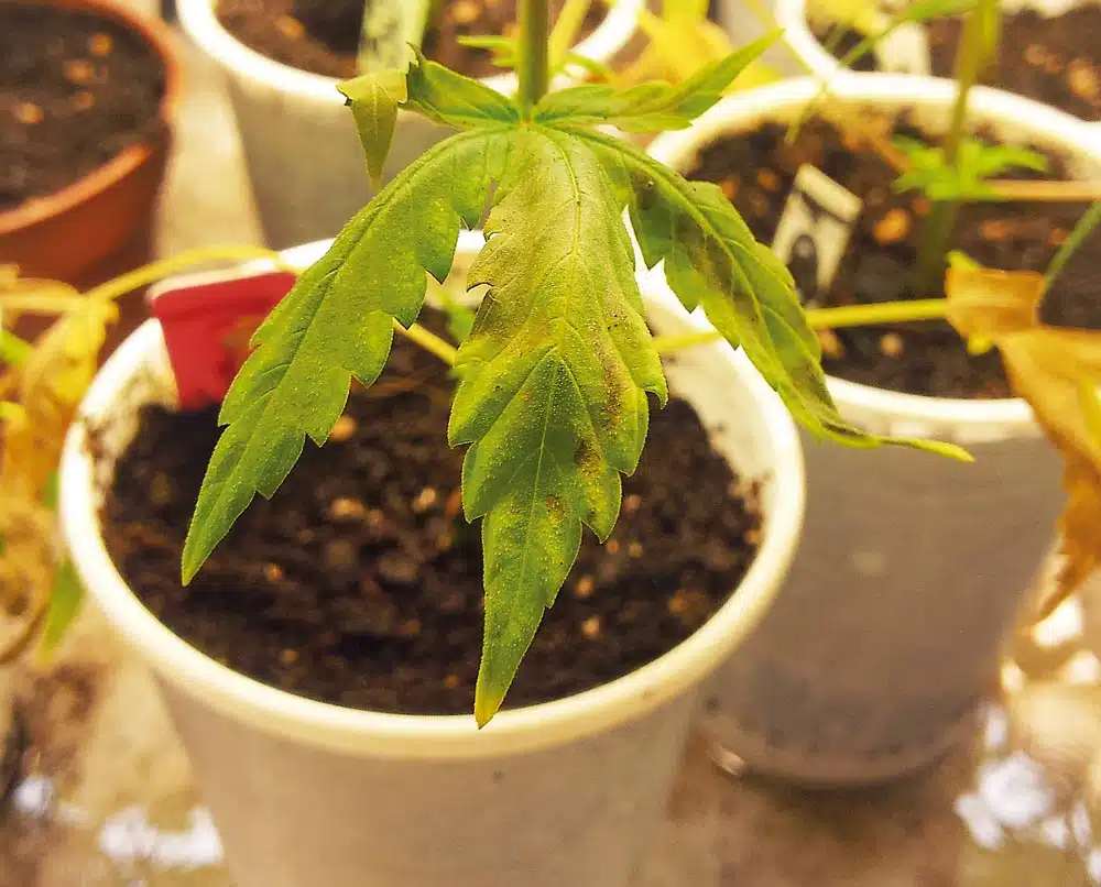 Las carencias y los desordenes nutricionales en el cannabis (II)