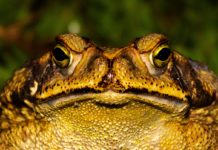 Piden en parques de Estados Unidos no lamer a sapos psicodélicos Frog sitting near greenery in summer day