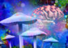 Mushrooms and mental health as Psychedelic drug or psychedelics hallucinogenic drugs and hallucinogens representing medicine for brain disorders in a 3D illustration style.
