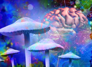 Mushrooms and mental health as Psychedelic drug or psychedelics hallucinogenic drugs and hallucinogens representing medicine for brain disorders in a 3D illustration style.