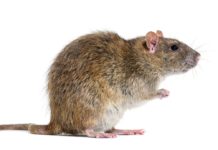 Side view of a brown rat On its hind legs, Rattus norvegicus