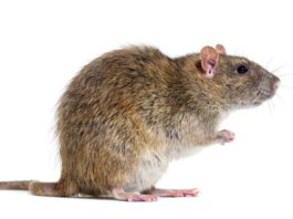 Side view of a brown rat On its hind legs, Rattus norvegicus