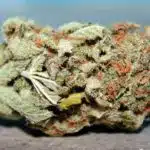 El origen de las variedades CBD-rich (II) Cannatonic