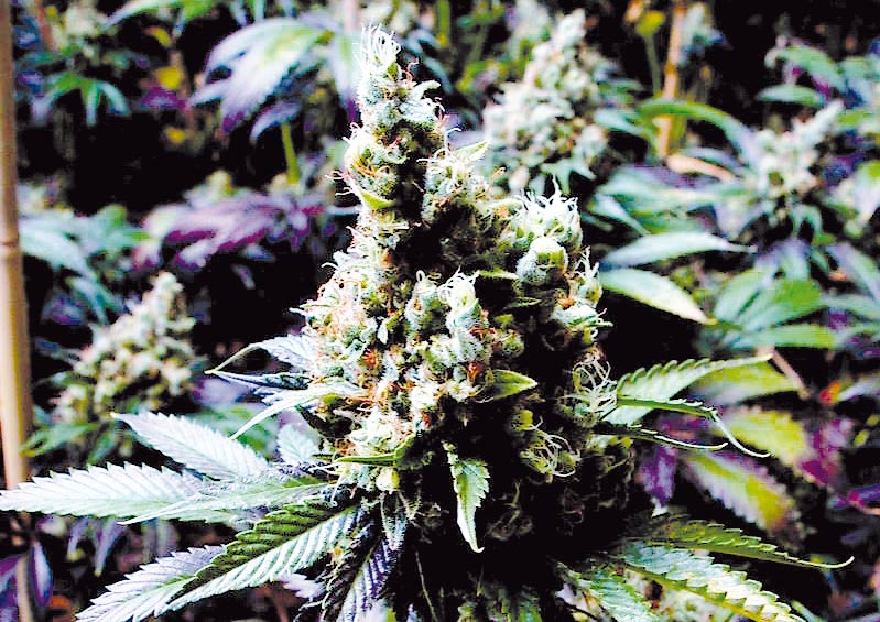 NYC-Diesel