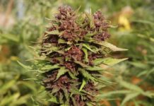 Marihuana de diseño y genética a la carta marihuana personalizada