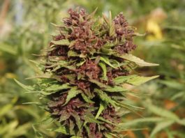 Marihuana de diseño y genética a la carta marihuana personalizada